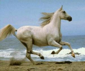Puzzle Άσπρο άλογο που καλπάζουν στην παραλία